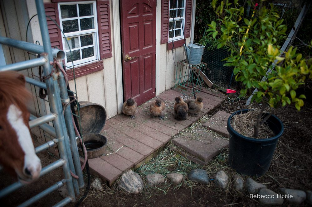 Feeding-the-animals-Rebecca-Little-Photography-family-lifestyle-photos-Pasadena-CA-4